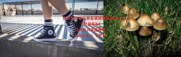 индика Аркадак